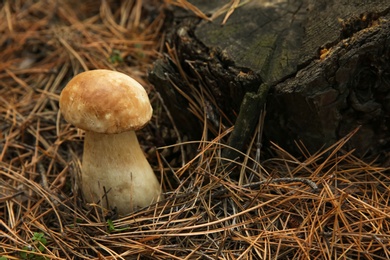 Photo of Small porcini mushroom growing in forest, closeup