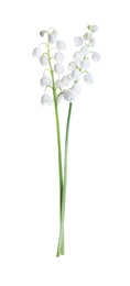 Photo of Beautiful lily of the valley flowers isolated on white