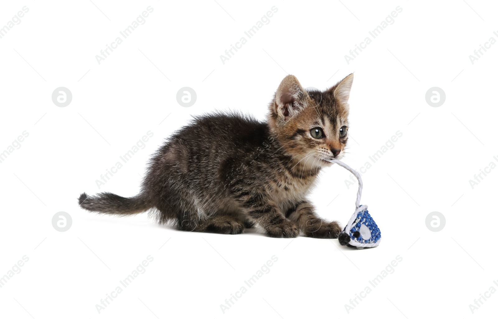 Photo of Cute little kitten playing with toy mouse on white background. Adorable pet