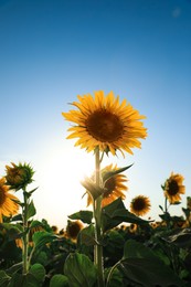 Photo of Sunflower growing in field outdoors on sunny day