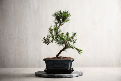 Photo of Japanese bonsai plant on light grey table. Creating zen atmosphere at home