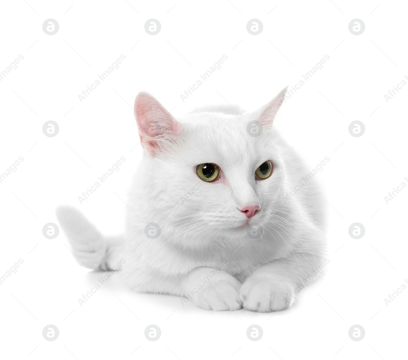 Photo of Cute cat on white background. Fluffy pet