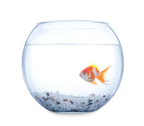 Photo of Beautiful bright small goldfish in round glass aquarium isolated on white