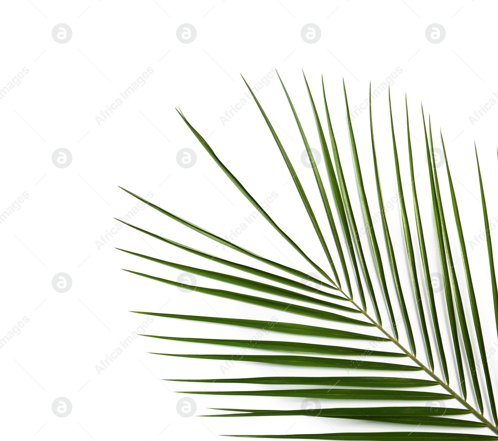 Photo of Fresh tropical date palm leaf on white background, top view