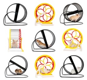 Image of Cute funny hamsters running in wheels on white background, collage