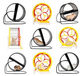 Cute funny hamsters running in wheels on white background, collage