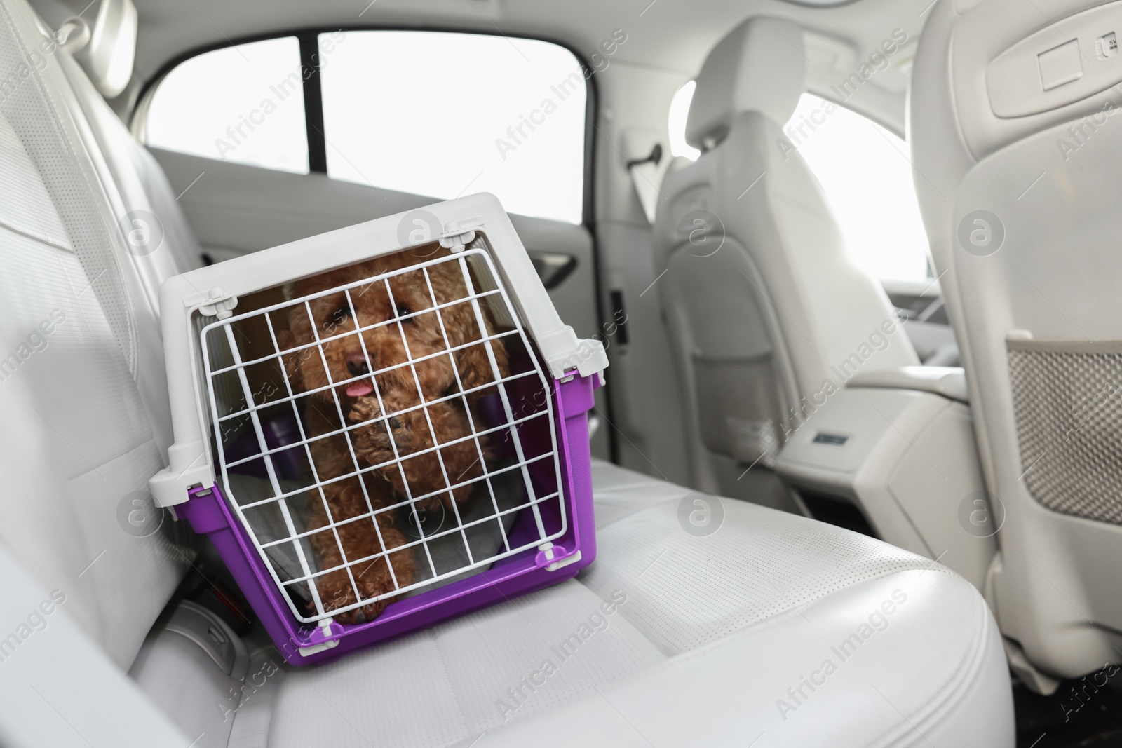 Photo of Cute dog in pet carrier travelling by car. Space for text