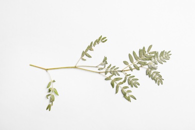 Photo of Wild dried meadow plant on white background, top view