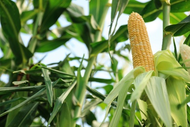 Photo of Ripe corn cobs in field on sunny day