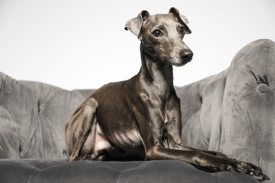 Photo of Italian Greyhound dog on armchair against light background