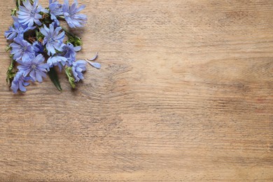 Photo of Beautiful chicory flowers on wooden background, flat lay. Space for text