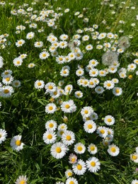 Photo of Beautiful white daisy flowers, dandelions and green grass growing outdoors