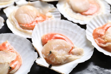 Photo of Fresh raw scallops with shells on black textured table, closeup