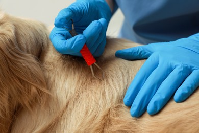 Photo of Veterinarian taking ticks off dog on blurred background, closeup