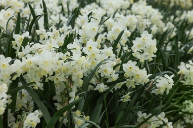 Photo of Many beautiful narcissus flowers growing outdoors, closeup view. Spring season
