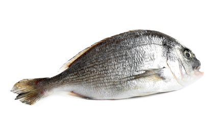 Photo of Fresh raw dorada fish isolated on white