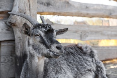 Photo of Cute domestic goat on farm. Animal husbandry