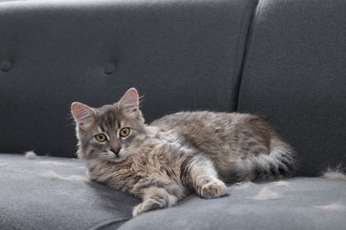 Photo of Cute cat and pet hair on grey sofa indoors