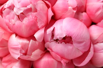 Photo of Many beautiful pink peonies as background, top view