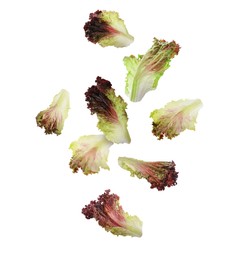 Image of Many oakleaf lettuce leaves falling on white background