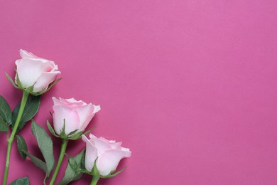 Photo of Beautiful roses on pink background, top view. Space for text