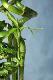 Photo of Green bamboo plant on color background, closeup