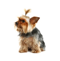 Photo of Yorkshire terrier isolated on white. Happy dog