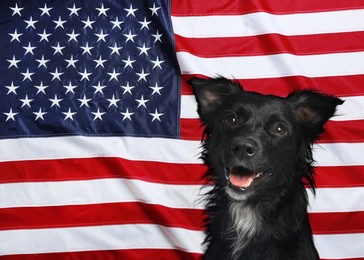 Image of Adorable dog against national flag of United States of America