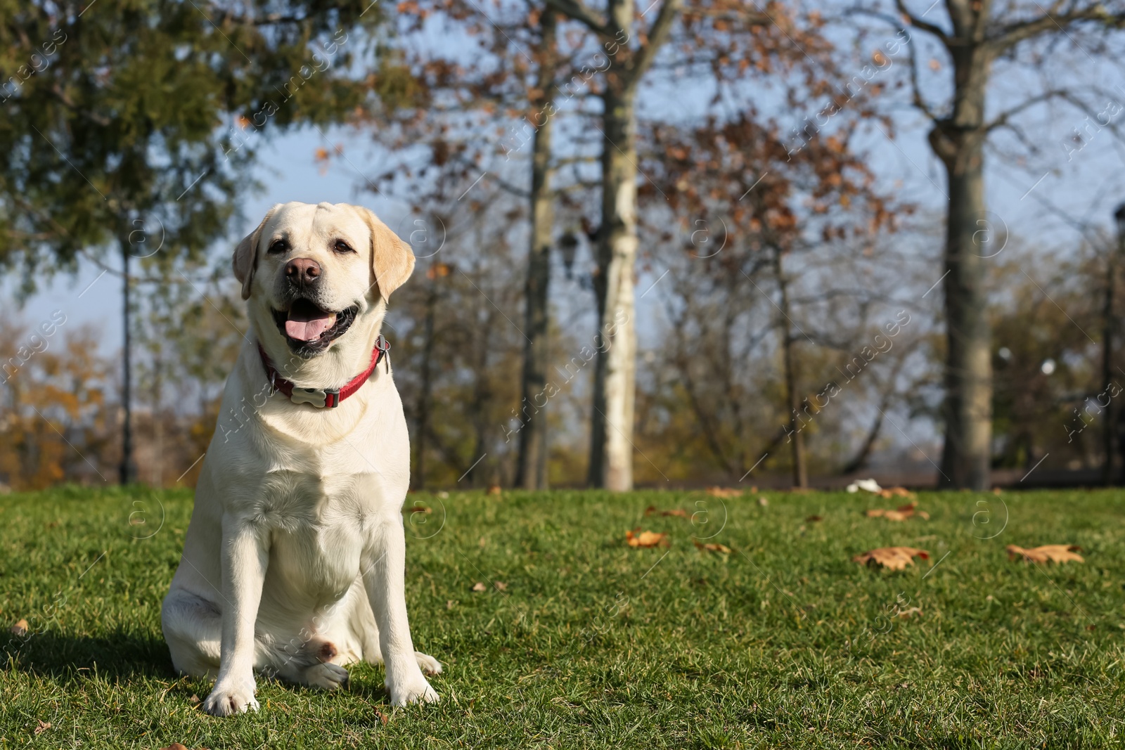 Yellow Labrador sitting in park on sunny day Photo of Yellow Labrador sitting in park on sunny day