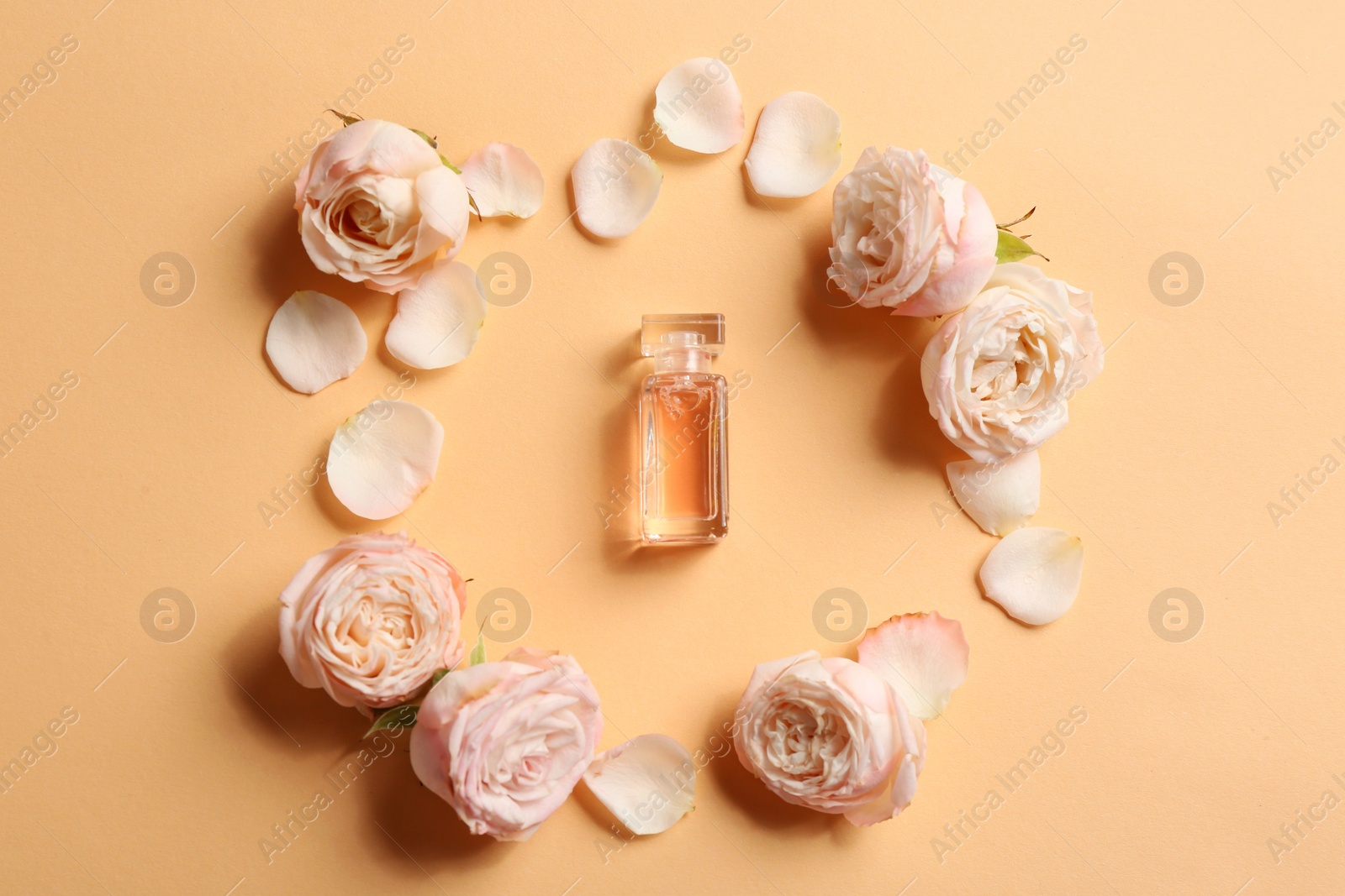 Photo of Beautiful composition with bottle of perfume and roses on color background, flat lay