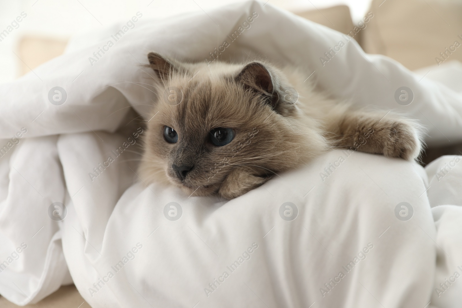 Photo of Adorable Birman cat under blanket at home