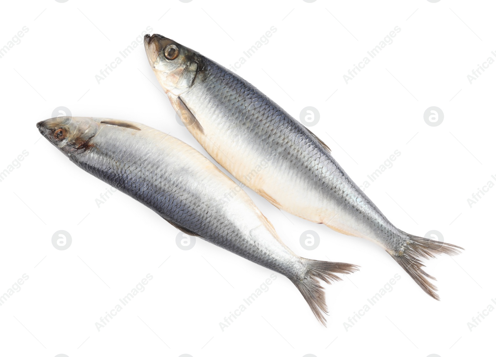 Photo of Delicious whole salted herrings isolated on white, top view