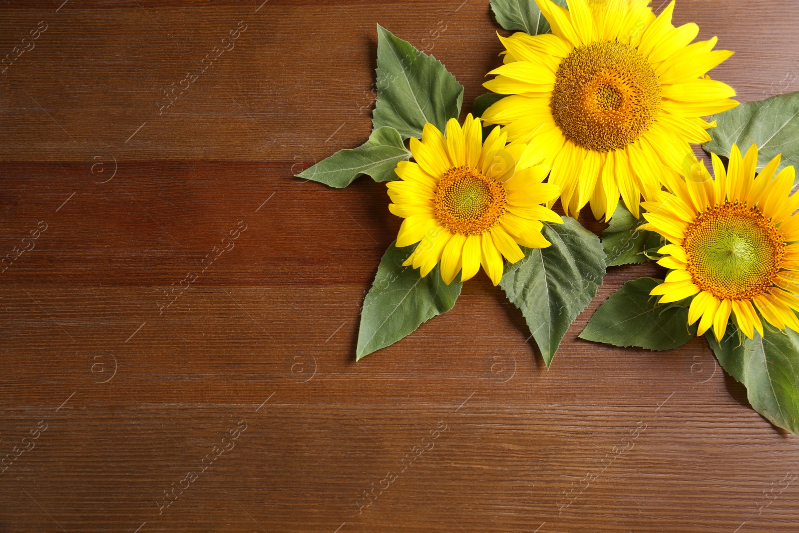 Photo of Beautiful bright sunflowers on wooden background, flat lay. Space for text