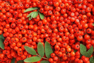 Top view of many red rowan berries with green leaves as background, closeup