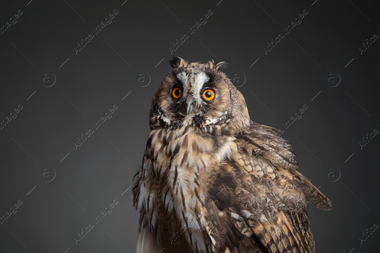 Photo of Beautiful eagle owl on grey background. Predatory bird
