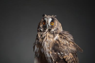 Photo of Beautiful eagle owl on grey background. Predatory bird