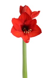 Photo of Beautiful red amaryllis flower isolated on white