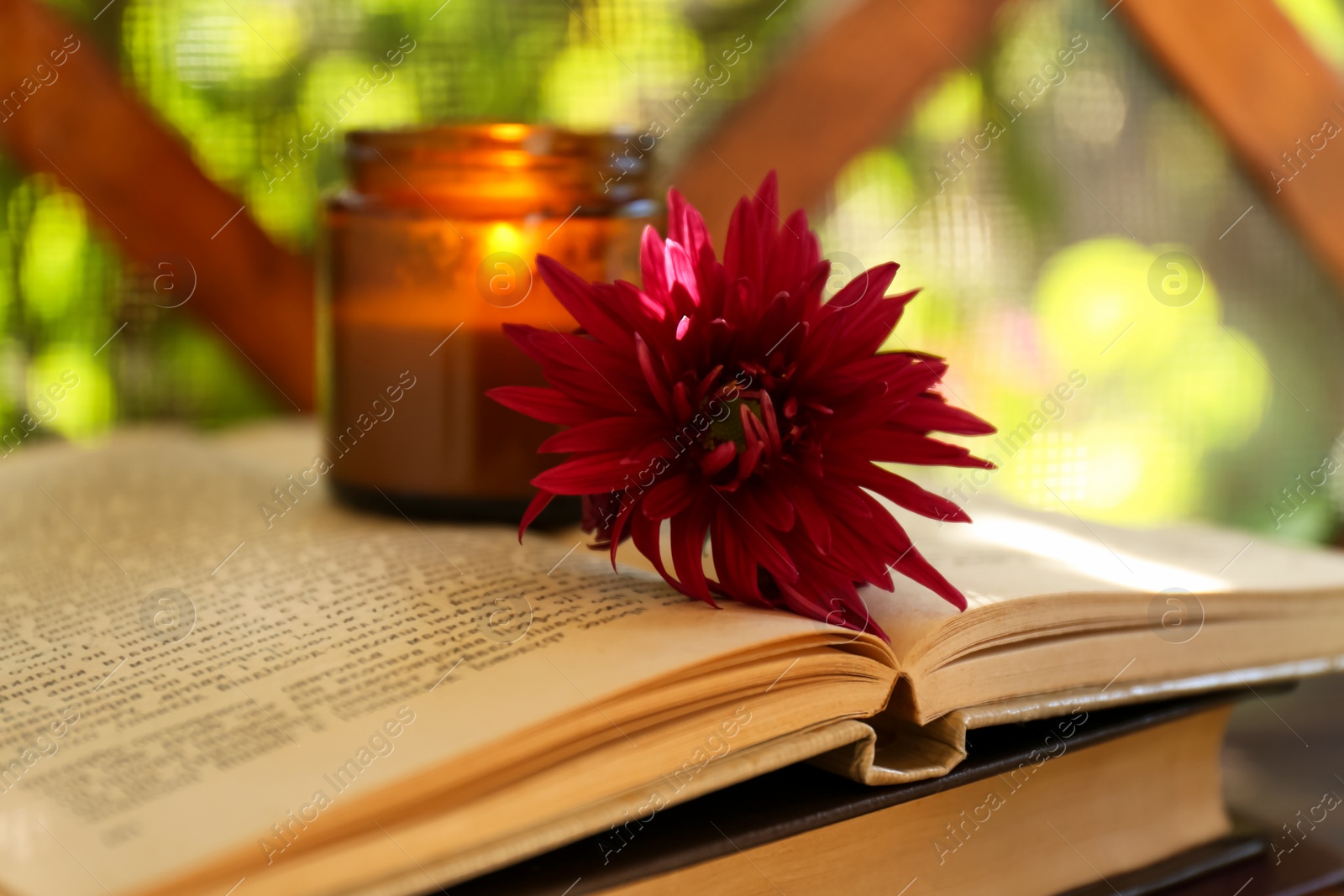 Photo of Beautiful pink chrysanthemum flower, candle and books on wooden table, closeup