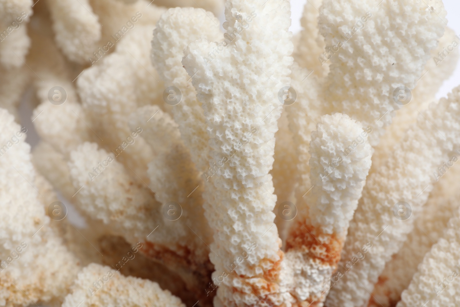 Photo of Beautiful exotic sea coral as background, closeup