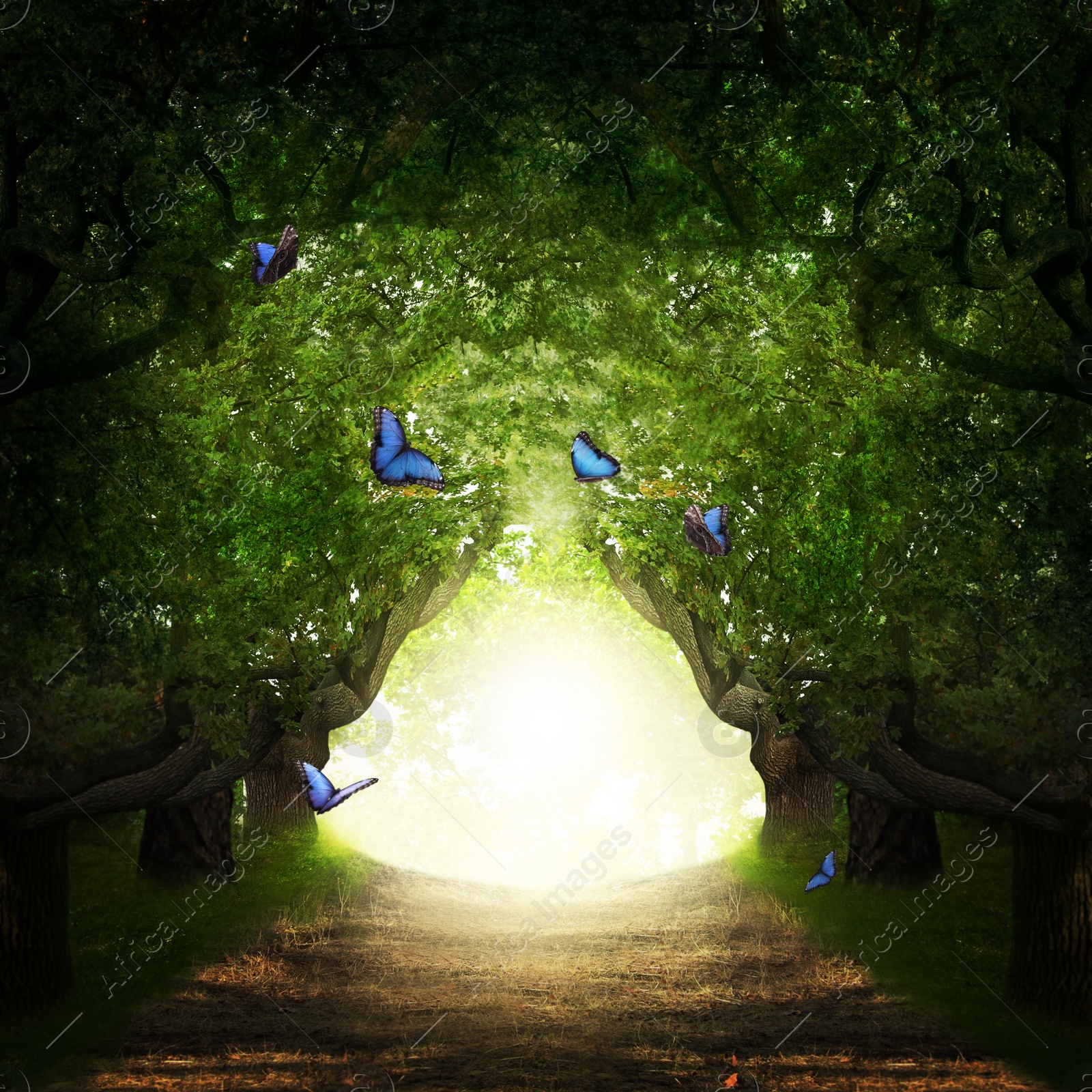 Image of Fantasy world. Magic forest with beautiful butterflies and way between trees