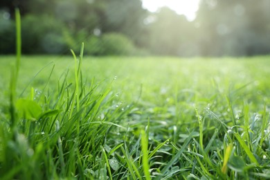 Photo of Fresh green grass with water drops growing on meadow in summer, closeup