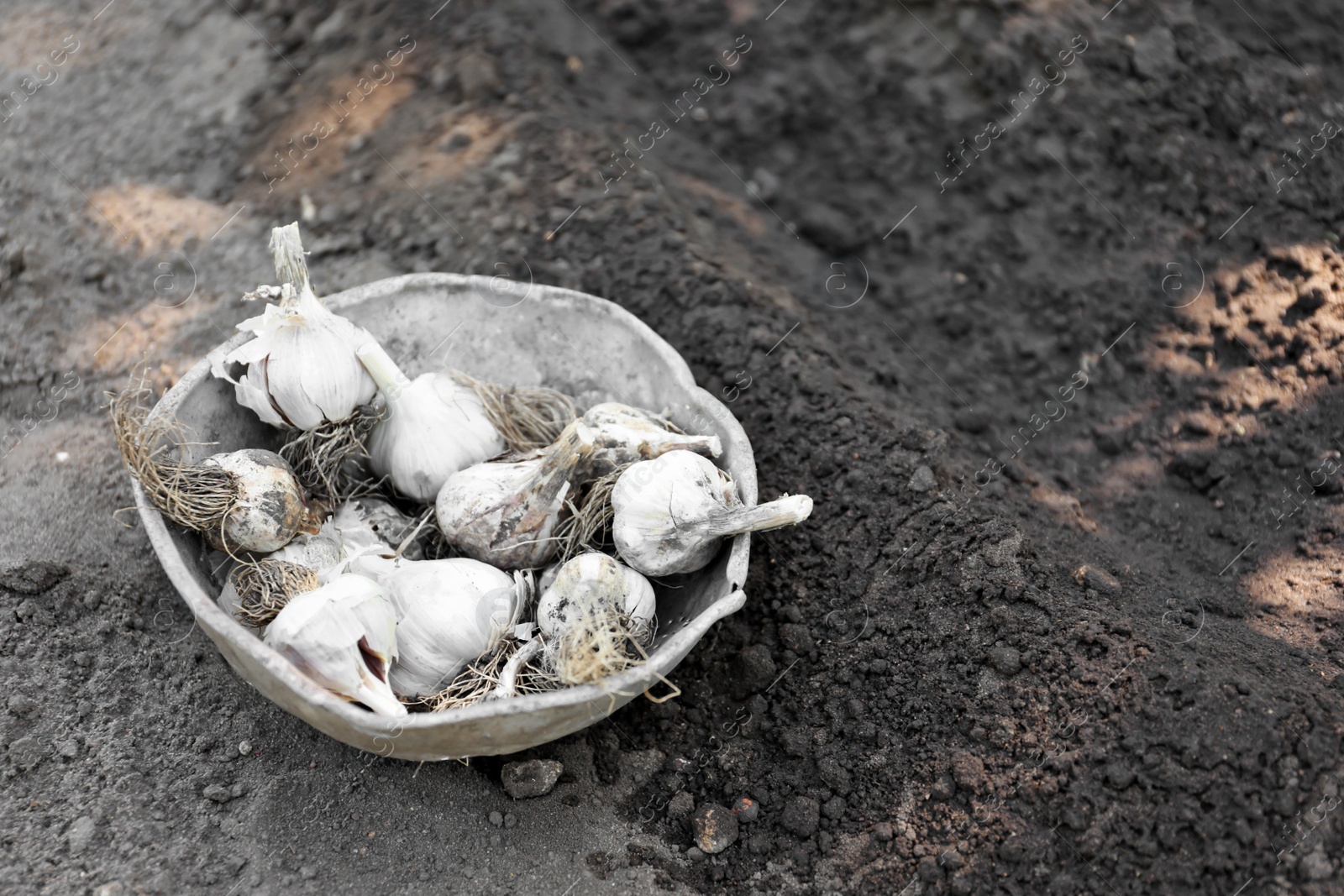 Photo of Bowl with ripe garlic bulbs on soil