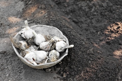 Photo of Bowl with ripe garlic bulbs on soil