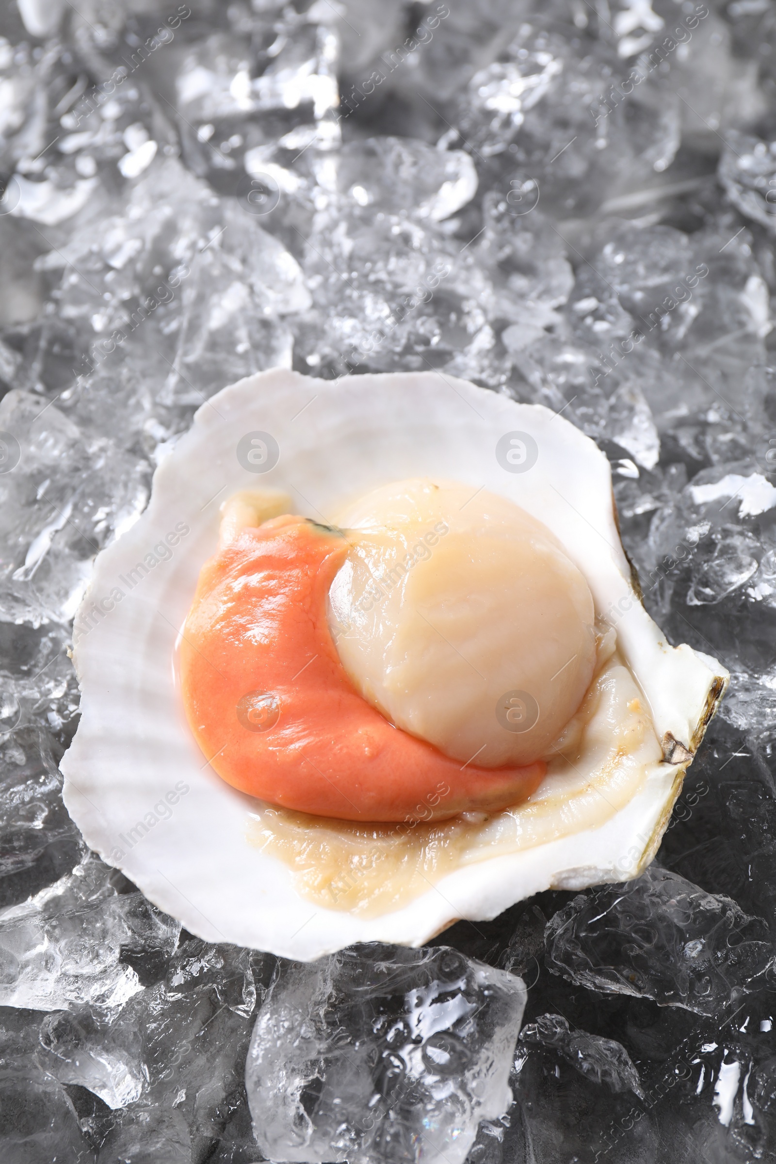 Photo of Fresh raw scallop in shell on ice cubes, above view