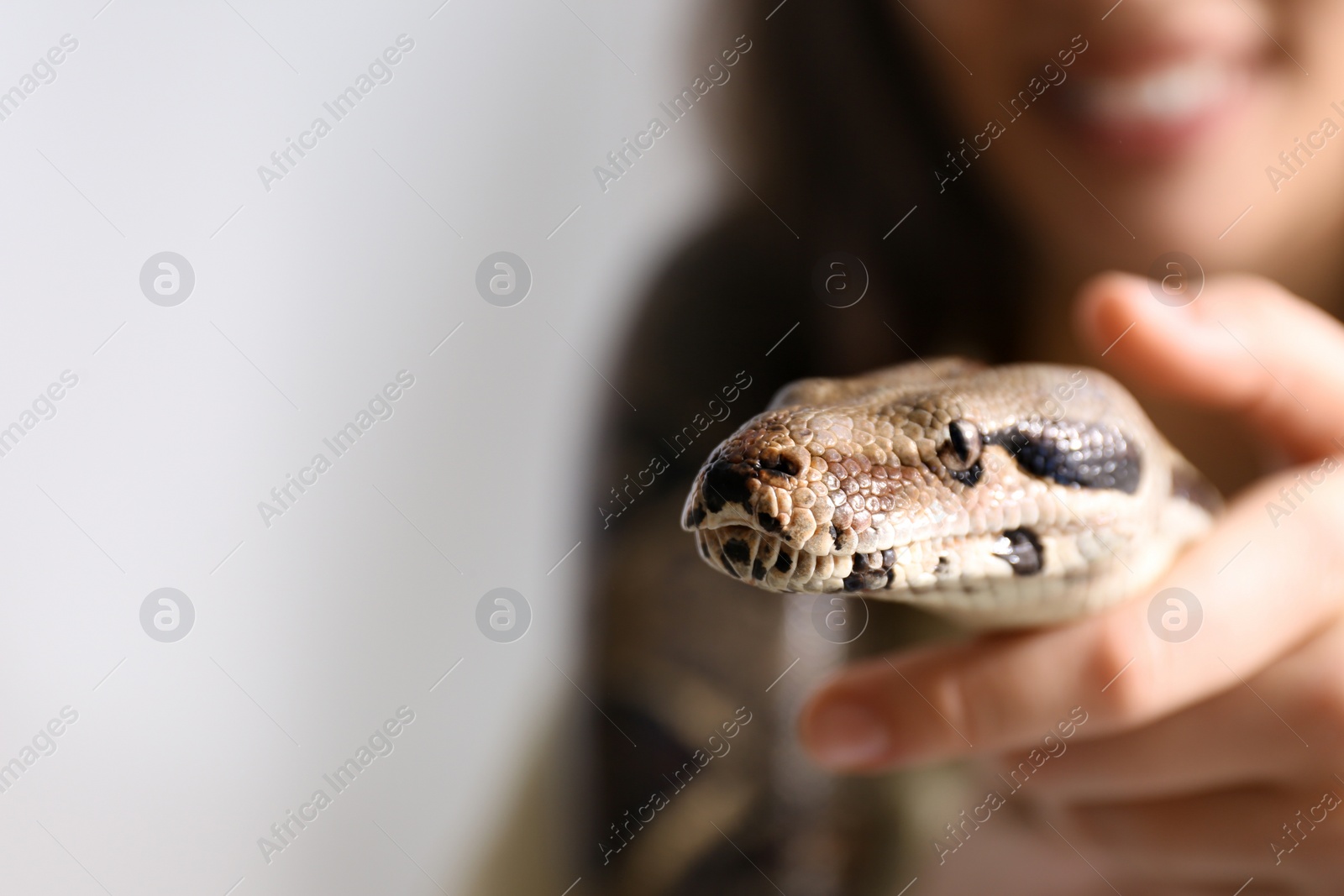 Photo of Woman with her boa constrictor at home, closeup. Exotic pet