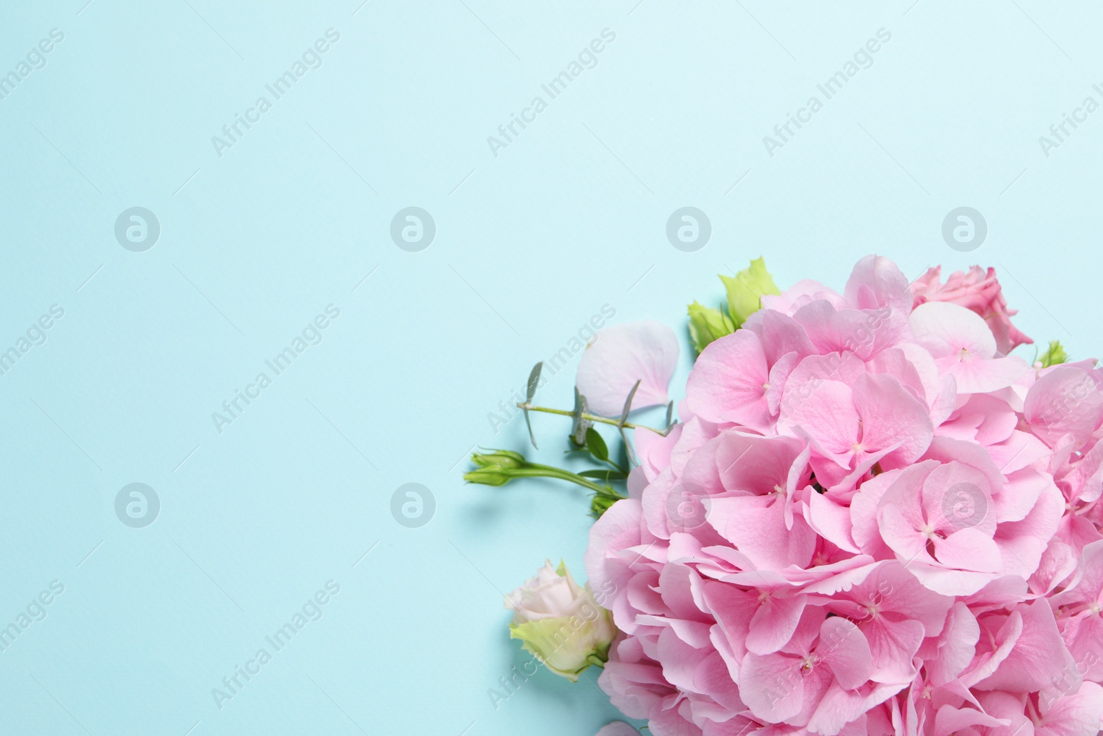 Photo of Beautiful hydrangea flowers on light blue background, flat lay. Space for text