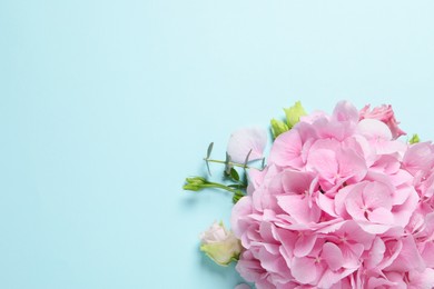 Beautiful hydrangea flowers on light blue background, flat lay. Space for text