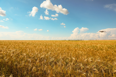 Modern drone flying over wheat grain field on sunny day. Agriculture industry