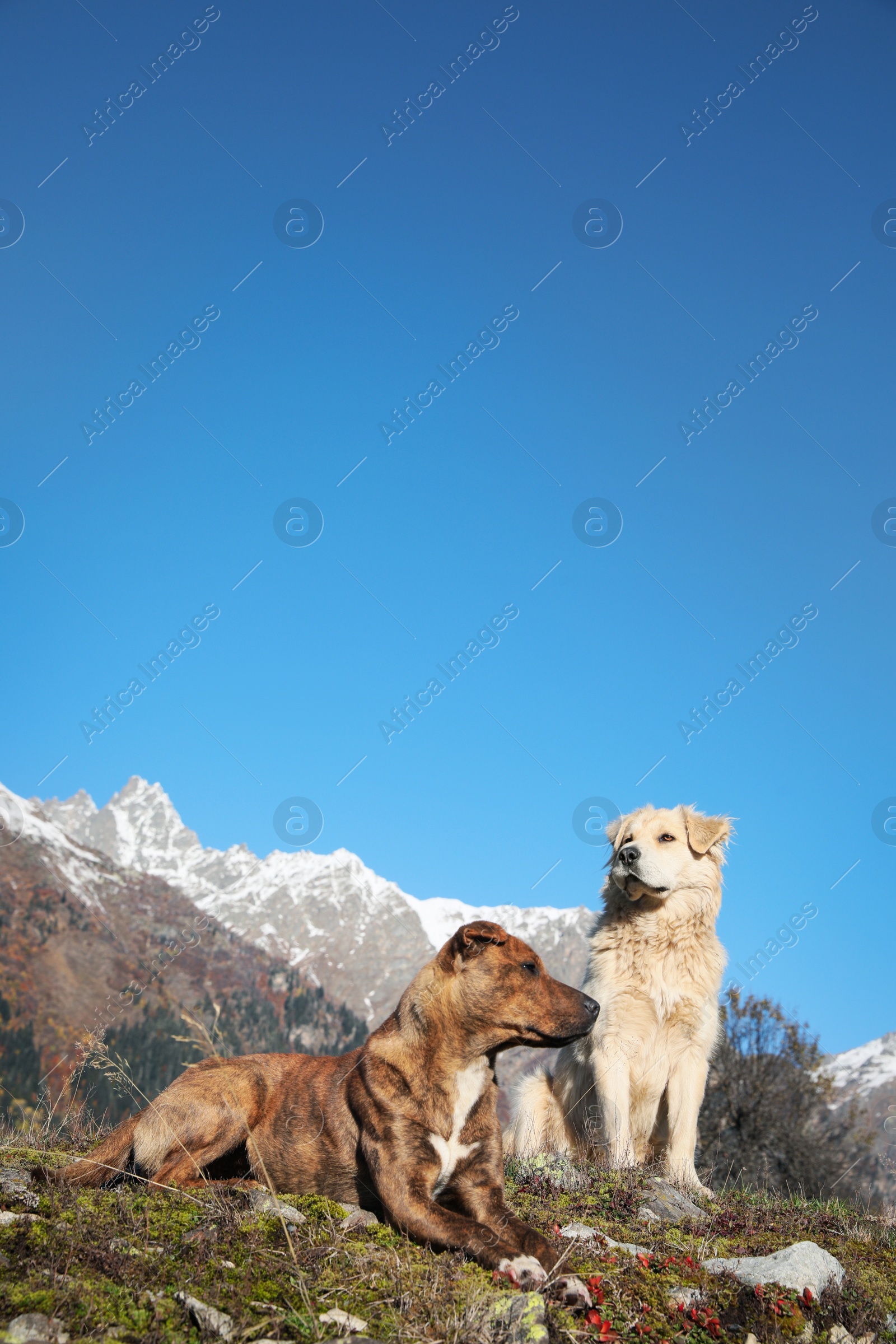 Photo of Adorable dogs in mountains on sunny day