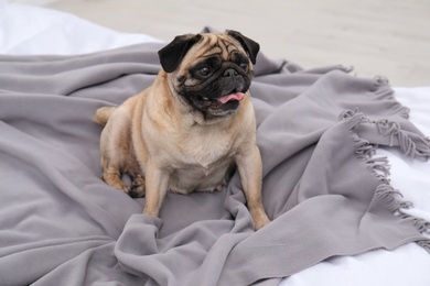 Photo of Happy cute pug dog on grey plaid at home